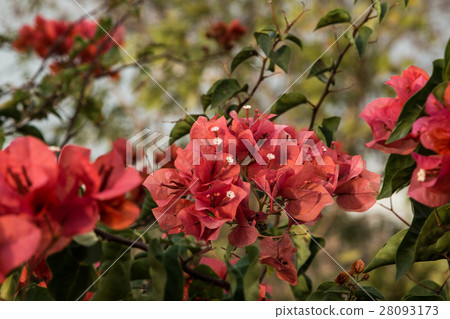 bougainvillea flowers in garden, close-up, view bougainvillea flowers in garden, close-up, view 28093173