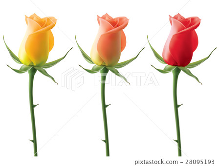 Roses set isolated, vector 3D illustration Roses set isolated, vector 3D illustration 28095193