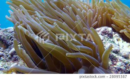 Clown fish in anemone close, Red sea. Egypt Clown fish in anemone close, Red sea. Egypt 28095387