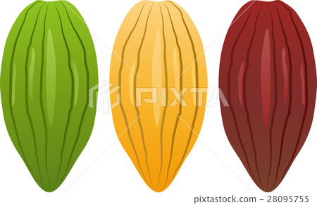 Cacao - Stock Illustration [28095755] - PIXTA