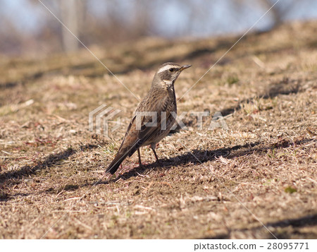 Thrush Thrush 28095771