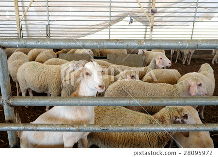 Sheep in the corral on a farm 28095972