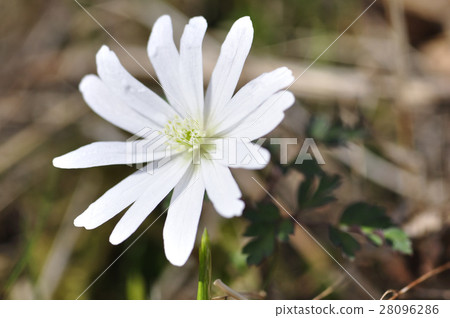 Kikuzuki Kazuka Kikuzuki Kazuka 28096286