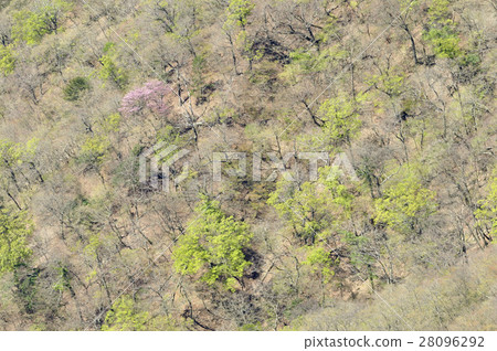 新鮮的綠色山土坎 28096292