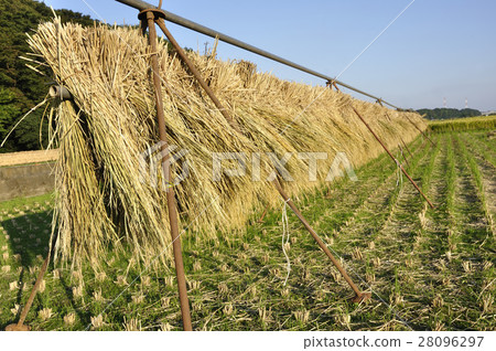 曬乾的太陽 28096297