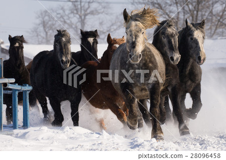 Horses running on the snowy field 28096458