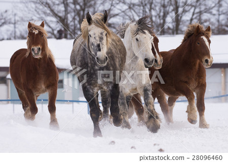 跑在多雪的領域的馬 28096460