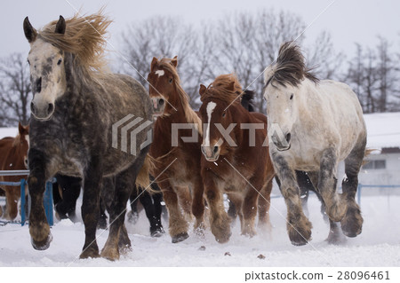 跑在多雪的領域的馬 28096461