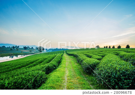 Sunset view of tea plantation landscape 28096678