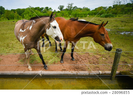 Grazing brown horses 28096855