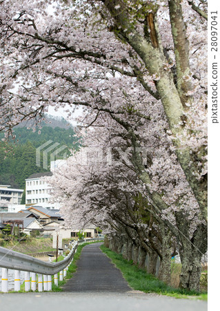 在奈良縣的水分櫻桃樹(Mikakuri Sakura)Uda市奈良縣市場 在奈良縣的水分櫻桃樹(Mikakuri Sakura)Uda市奈良縣市場 28097041