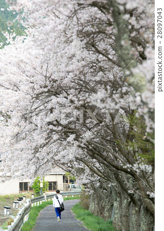 在奈良縣的水分櫻桃樹(Mikakuri Sakura)Uda市奈良縣市場 在奈良縣的水分櫻桃樹(Mikakuri Sakura)Uda市奈良縣市場 28097043