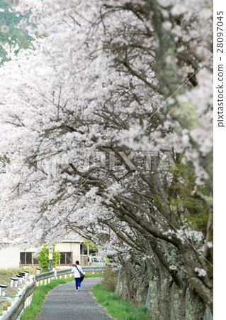 在奈良縣的水分櫻桃樹(Mikakuri Sakura)Uda市奈良縣市場 在奈良縣的水分櫻桃樹(Mikakuri Sakura)Uda市奈良縣市場 28097045