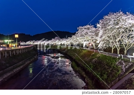 在奈良縣的水分櫻桃樹(Mikakuri Sakura)Uda市奈良縣市場 在奈良縣的水分櫻桃樹(Mikakuri Sakura)Uda市奈良縣市場 28097057
