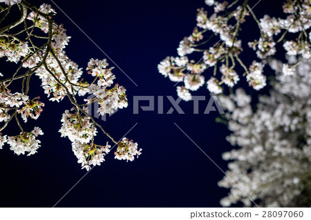 在奈良縣的水分櫻桃樹(Mikakuri Sakura)Uda市奈良縣市場 在奈良縣的水分櫻桃樹(Mikakuri Sakura)Uda市奈良縣市場 28097060