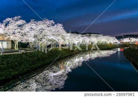 在奈良縣的水分櫻桃樹(Mikakuri Sakura)Uda市奈良縣市場 在奈良縣的水分櫻桃樹(Mikakuri Sakura)Uda市奈良縣市場 28097061