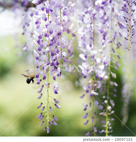 紫藤格子 28097181