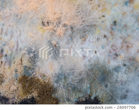Fungus and mold on sliced bread Fungus and mold on sliced bread 28097706