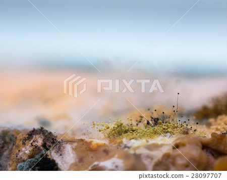 Fungus and mold on sliced bread Fungus and mold on sliced bread 28097707