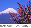 Yaezakura and Fuji 28098072