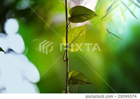 Green leaves Green leaves 28099374