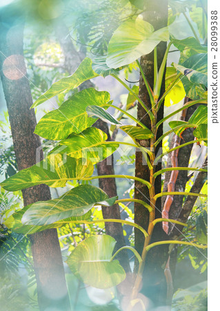 Jungle Jungle 28099388