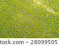 Heavy Reforestation Cotopaxi National Park 28099505