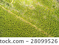 Pine Tree Reforested Area Cotopaxi Ecuador 28099526