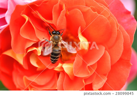 Bee On Pink And Orange Rose Flower Outdoor Bee On Pink And Orange Rose Flower Outdoor 28099845