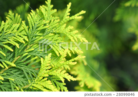 Beautiful Green Thuja Branches In The Garden Beautiful Green Thuja Branches In The Garden 28099846