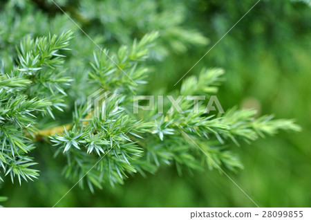 Evergreen Juniper Background 28099855
