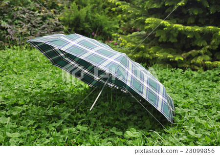 Big Umbrella On Green Clover Grass Big Umbrella On Green Clover Grass 28099856