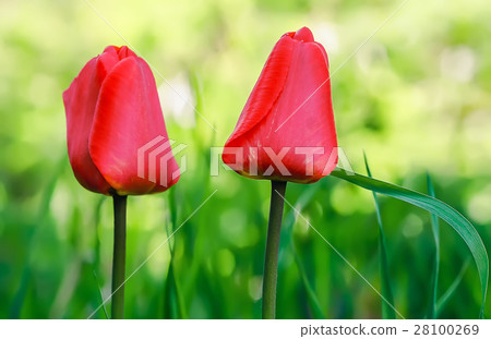 Two Red Tulips Closeup 28100269