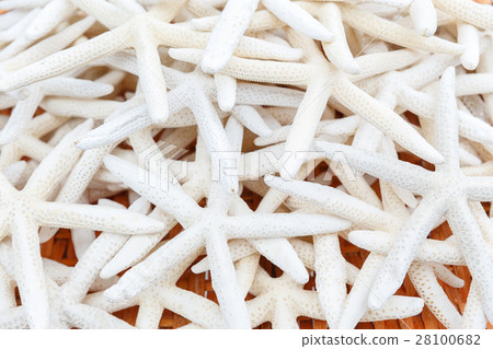 Background from many clear white seafishes Background from many clear white seafishes 28100682