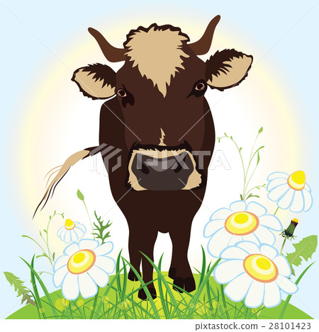 Cow on green field, grass and flowers Cow on green field, grass and flowers 28101423