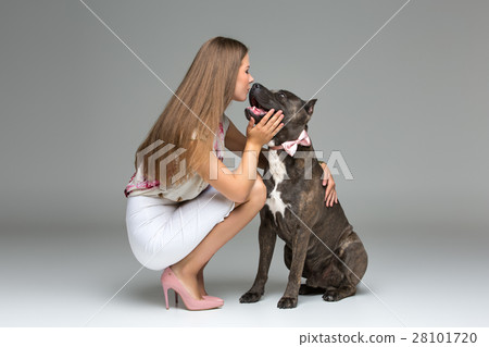 Beautiful girl with grey stafford terrier Beautiful girl with grey stafford terrier 28101720