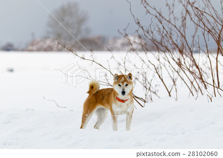 Snow and Shiba Inu Snow and Shiba Inu 28102060
