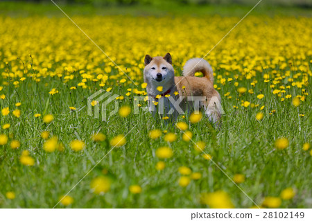 Dandelion and Shiba Inu 28102149