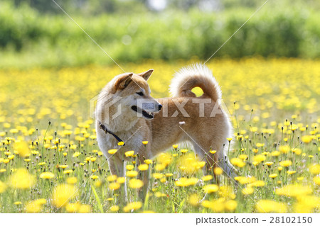 Dandelion and Shiba Inu Dandelion and Shiba Inu 28102150