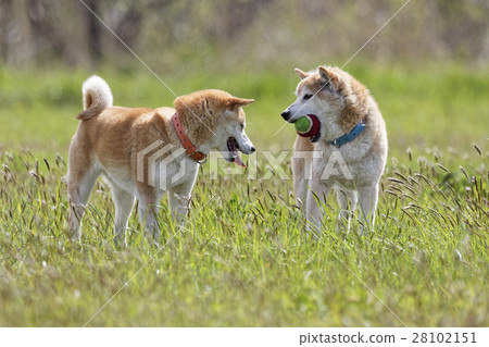 Play Shiba Inu 28102151