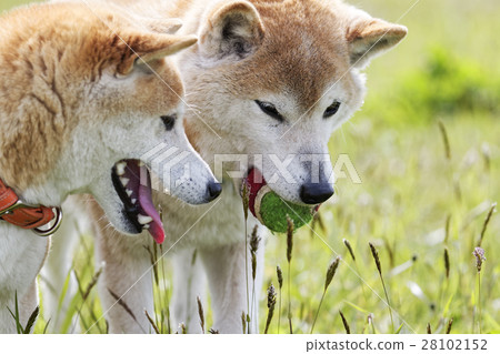 Play Shiba Inu Play Shiba Inu 28102152