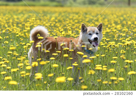 Dandelion and Shiba Inu 28102160