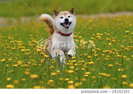 蒲公英和Shiba Inu 28102161