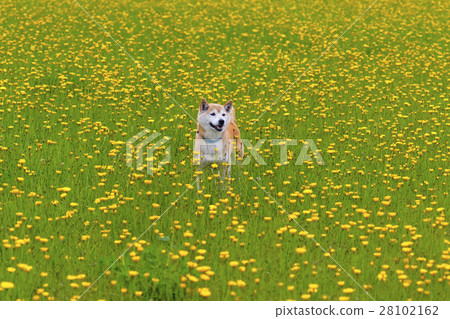 蒲公英和Shiba Inu 28102162