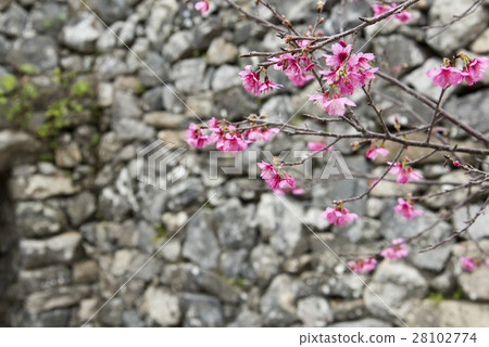 Cherry blossoms Cherry blossoms 28102774