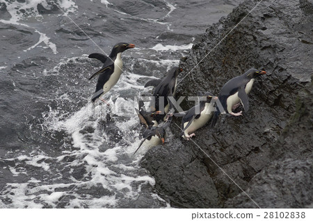 Rockhopper Penguins coming ashore Rockhopper Penguins coming ashore 28102838
