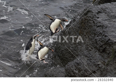 Rockhopper Penguins coming ashore 28102840