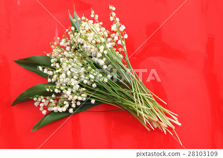 lily of valley lily of valley 28103109