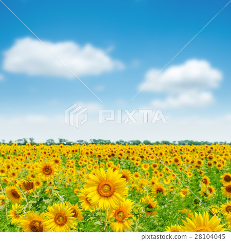 field with sunflowers and blue sky with clouds 28104045