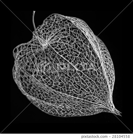 Black and white macro shot of Physalis alkekengi 28104558